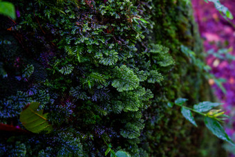 蕨类植物和其他植物的森林自然蕨类植物叶装饰特写镜头照片热带绿色植物前视图蕨类植物叶模式绿色树叶与绿色蕨类植物叶
