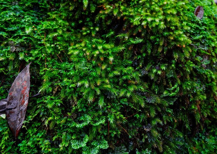 蕨类植物和其他植物的森林自然蕨类植物叶装饰特写镜头照片热带绿色植物前视图蕨类植物叶模式绿色树叶与绿色蕨类植物叶