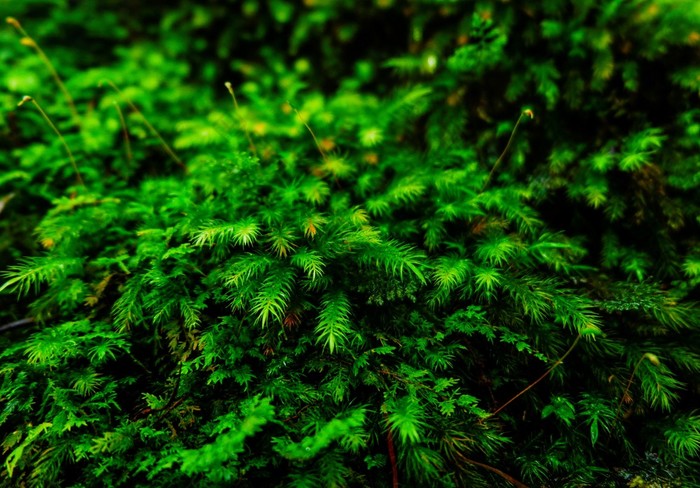 蕨类植物和其他植物的森林自然蕨类植物叶装饰特写镜头照片热带绿色植物前视图蕨类植物叶模式绿色树叶与绿色蕨类植物叶