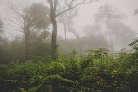 雨森林与雾