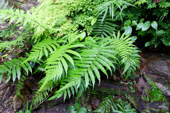 <strong>蕨类植物</strong>和其他植物的森林自然<strong>蕨类植物</strong>叶装饰特写镜头照片热带绿色植物前视图<strong>蕨类植物</strong>叶模式绿色树叶与绿色<strong>蕨类植物</strong>叶