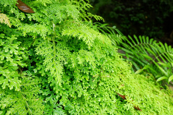 蕨<strong>类植物</strong>和其他<strong>植物</strong>的森林自然蕨<strong>类植物</strong>叶装饰特写镜头照片热带绿色<strong>植物</strong>前视图蕨<strong>类植物</strong>叶模式绿色<strong>树</strong>叶与绿色蕨<strong>类植物</strong>叶