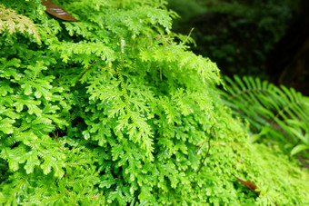 蕨类<strong>植物</strong>和其他<strong>植物</strong>的森林自然蕨类<strong>植物</strong>叶装饰特写镜头照片<strong>热带</strong>绿色<strong>植物</strong>前视图蕨类<strong>植物</strong>叶模式绿色树叶与绿色蕨类<strong>植物</strong>叶