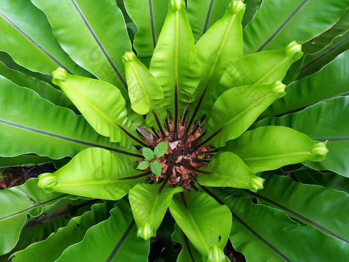 美丽的圆鸟的巢蕨类植物离开关闭水滴蕨类植物宏照片