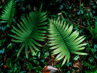 蕨类<strong>植物</strong>和其他<strong>植物</strong>的森林自然蕨类<strong>植物</strong>叶装饰特写镜头照片热带绿色<strong>植物</strong>前视图蕨类<strong>植物</strong>叶模式绿色树叶与绿色蕨类<strong>植物</strong>叶