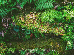蕨类植物和莫斯热带雨林