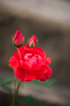 自然明亮的玫瑰背景明亮的红色的玫瑰为情人节一天