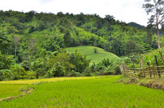 种植大米场多雨的季节亚洲农业