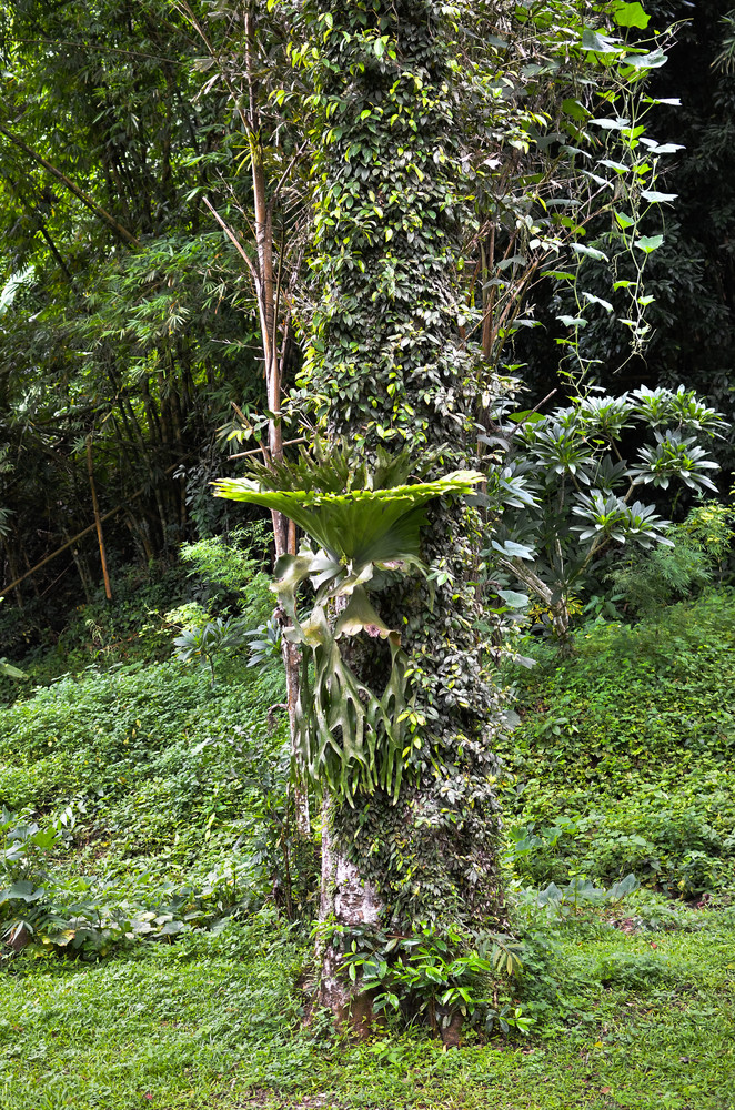 桔梗蕨类植物植物鹿角埃尔克霍恩蕨类植物日益增长的树皮树