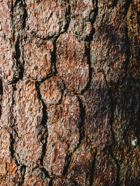 关闭纹理棕色的树皮松树自然