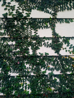 美丽的绿色艾薇叶子攀爬木墙木木板覆盖绿色叶子自然背景纹理
