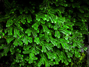 <strong>蕨类植物</strong>叶子绿色树叶自然花<strong>蕨类植物</strong>背景