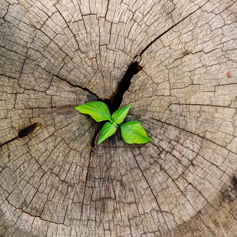 <strong>植物</strong>日益增长的出树<strong>树桩</strong>