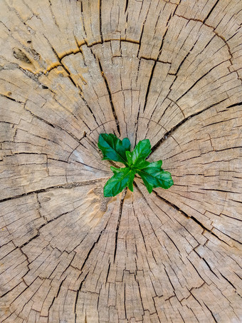 植物日益增长的出树树桩