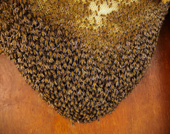 集团蜜蜂工作蜂窝蜂房养蜂场
