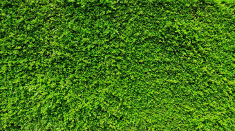 绿色叶植物墙长绿色对冲绿色叶子墙