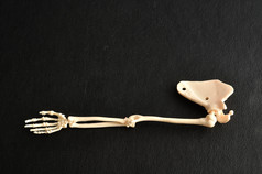 塑料模型人类手臂骨架孤立的黑色的背景