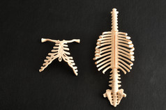 塑料模型人类脊柱和胸腔孤立的黑色的背景