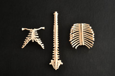 塑料模型人类脊柱孤立的黑色的背景