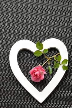 情人节一天白色心与粉红色的玫瑰孤立的对黑色的背景