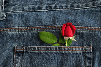 红色的玫瑰坚持出回来口袋里牛仔布珍