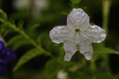 白色花覆盖水滴花园