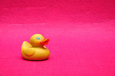 橡胶鸭粉红色的背景