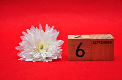 9月木块与白色黛西红色的背景