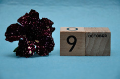 10月木块与紫色的佩妮蓝色的背景