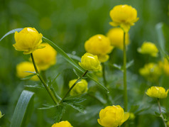 目前欧罗巴欧洲金梅草属植物全球花常年植物家庭毛茛科黄色的花目前