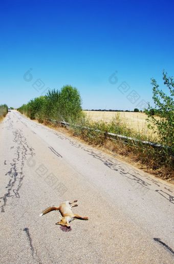 死狐狸杀了的道路心灵之歌葡萄牙