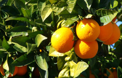 群成熟的橙子挂分支