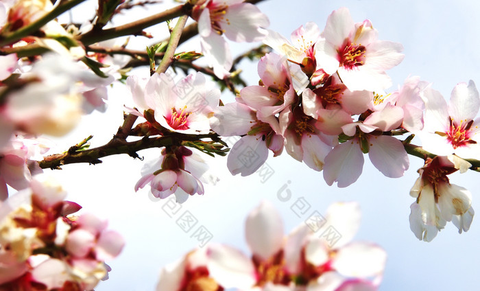 分支机构粉红色的花盛开的桃子树