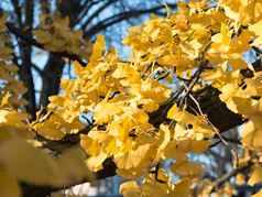 黄色的叶子分支树秋天