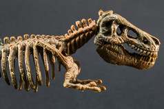 恐龙暴龙雷克斯雕像骨架黑色的背景霸王龙玩具