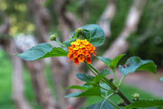 黄色的花马樱丹属卡马拉