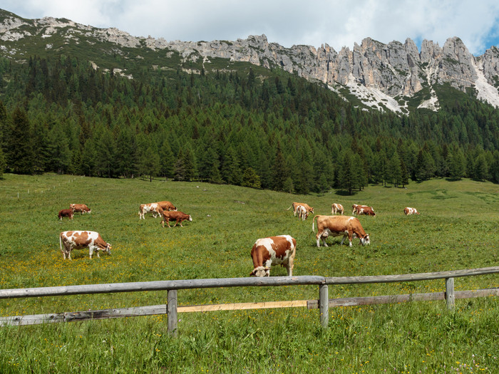 棕色（的）和白色牛放牧放牧土地意大利白云石山脉阿尔卑斯山脉风景