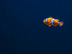橙色安菲普瑞恩眼球小丑鱼内部海洋水族馆