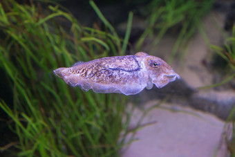 的深海头足类动物紫色的墨鱼海洋生活的深海头足类动物紫色的墨鱼海洋生活