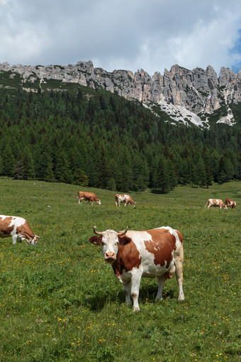 棕色（的）和白色牛放牧放牧土地意大利白云石<strong>山脉阿尔卑斯山脉</strong>风景棕色（的）和白色牛放牧放牧土地意大利白云石<strong>山脉阿尔卑斯山脉</strong>风景