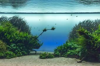 美丽的热带淡水水族馆与<strong>绿色植物</strong>和鱼美丽的热带淡水水族馆与<strong>绿色植物</strong>和裂隙