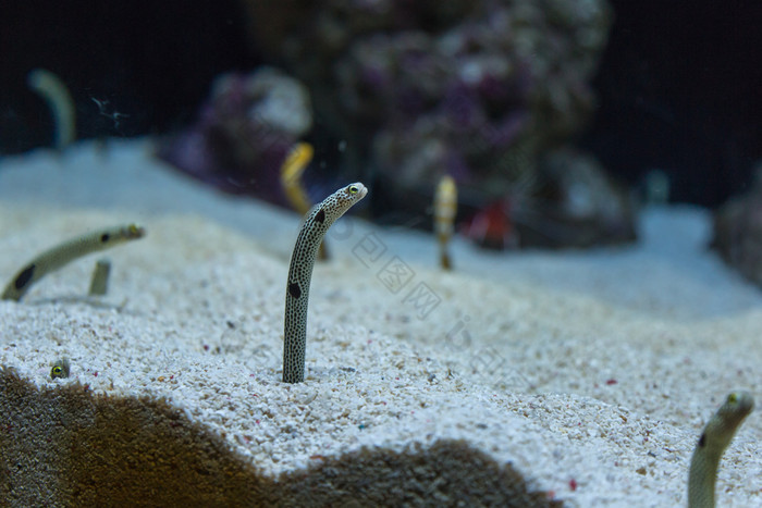 观花园鳗鱼不断上升的从洞穴内部海洋水族馆观花园鳗鱼不断上升的从洞穴内部海洋水族馆