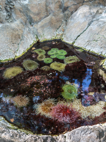 bubble-tip海葵一些色彩斑斓的水生植物植物bubble-tip海葵一些色彩斑斓的水生植物植物