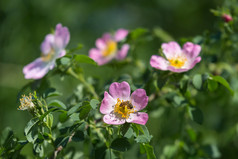 狗玫瑰特写镜头粉红色的花与蜜蜂狗玫瑰特写镜头粉红色的花与蜜蜂