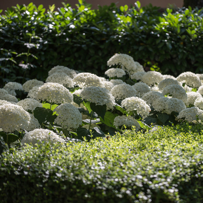 观赏植物雪球荚莲属的植物与白色花花园观赏植物雪球荚莲属的植物与白色花花园