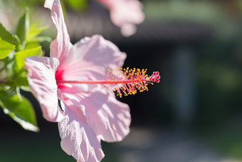 粉红色的芙蓉蔷薇-<strong>中华</strong>美丽的开花植物粉红色的芙蓉美丽的开花植物