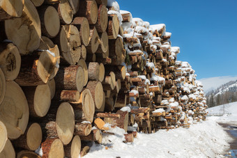 柴堆与雪交叉部分树树干背景柴堆与雪交叉部分树树干背景