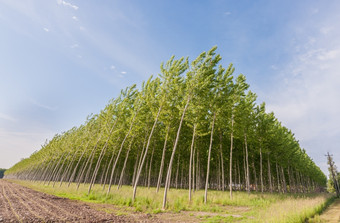 种植杨树为的生产<strong>纤维素</strong>