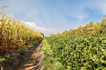 大豆和玉米字段分离灌溉运河
