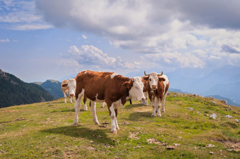 牛seiser10 <strong>克拉</strong>雅的最大高高度高山草地欧洲惊人的岩石山的背景